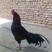 دو عدد خروس