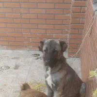 توله سگ ماده سرابی گمشده|حیوانات|شهریار, دهشاد بالا|دیوار