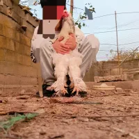 فروش مرغ برهما بلک و لایت|حیوانات مزرعه|آستانه سرا, |دیوار