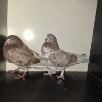 کبوتر|پرنده|چرداول, |دیوار