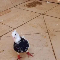 طوقی هفت رنگ