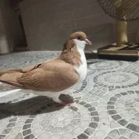 کبوتر فروشی|پرنده|شیراز, شهرک مدرس|دیوار