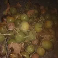 سلام گردوی درجه1 خوانسار بابوست وبدون بوست