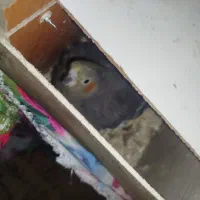 عروس هلندی|پرنده|باسمنج, |دیوار