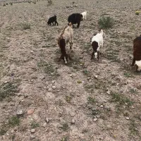 بز پاکستانی