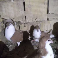 کبوتر ساده زرد