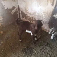 کره نر رشتی|حیوانات مزرعه|نرماشیر, |دیوار