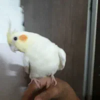 عروس هلندی گم شده