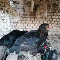 مرغ محلی تخمگذار