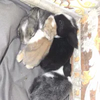 بچه خرگوش پشمالو