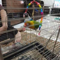 طوطی‌‌برزیلی‌جفت‌اماده