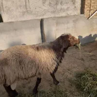 گوسفند نر (قوچ)