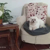 یک قلاده سگ نژاد مالتیز