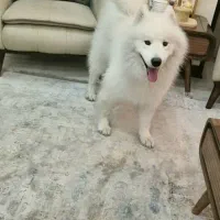 ساموئید نر اصیل جهت جفت گیری با ساموئید ماده شما|سگ|کرج, شهرک بنفشه|دیوار