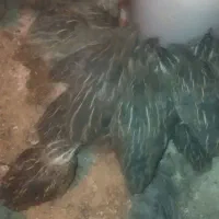 تخم بلدرچین نطفه دار جوجه بلدرچین و بلدرچین|حیوانات مزرعه|زاهدان, |دیوار