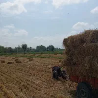 کاه برنج