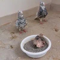 کبوتر سرور دم سفید