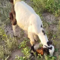 کهره. بز|حیوانات مزرعه|بوشهر, |دیوار