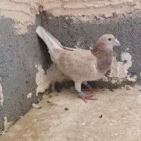 کفتر المانی نر مسافتی