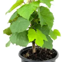 کشاورزی و باغداری|خدمات باغبانی و درختکاری|پیرانشهر, |دیوار