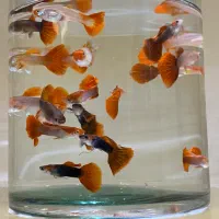 گوپی مولد و پیش مولد