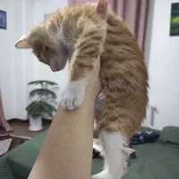 واگذاری جوجه گربه ی ۲ ماهه ی پرتغالی