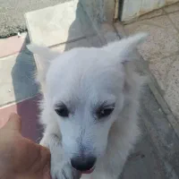 سگ شیتزو مالتیز|سگ|قرچک, محمد آباد|دیوار