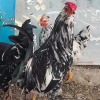 خروس گلین