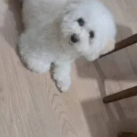 مالتیپو ماده آماده جفت گیری