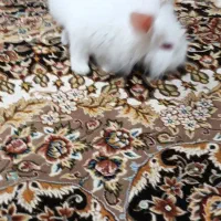خرگوش