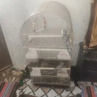 دو عدد طوطی فوق‌العاده بازیگوش   با قفس خیلی بزرگ