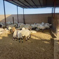 فروش بره وکره محلی باقصاب رایگان|حیوانات مزرعه|رفسنجان, |دیوار