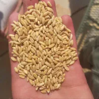 آرد گندم دامی درجه یک