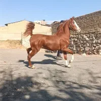 کره اسب نریان درجه یک