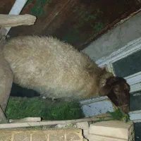 میش افشاری سرخ