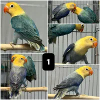 برزیلی اوپلاین