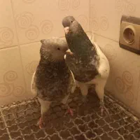 نر و ماده کله سبز به ضمانت