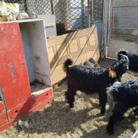 گوسفند میش. بزغاله دوبری .و ۱۵راس بره|حیوانات مزرعه|اصفهان, کوی گلزار|دیوار