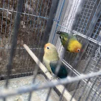 جوجه کوتوله
