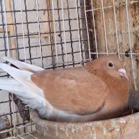 کبوتر مسافتی و مسابقه ایی