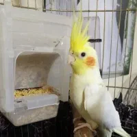 پرنده گم شده