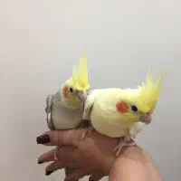 جفت نروماده سلامت و اماده ب تخم|پرنده|بوشهر, |دیوار