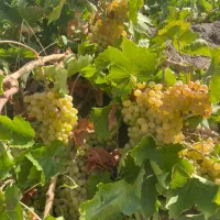 انگور عالی پاییزی برای شیره