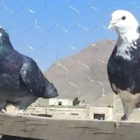 ۶ جفت کفتر پرشی|پرنده|تهران, ترمینال جنوب|دیوار