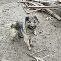 سگ نگهبان ق ۲|سگ|اردبیل, |دیوار