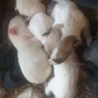 سگ پا کوتاه