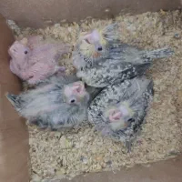 جوجه عروس هلندی سرلاکی