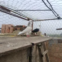 جوجه طوقی،دوبال|پرنده|دلند, |دیوار