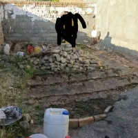 زمین-چهار-دیواری-شمالیعرض-به-طول15