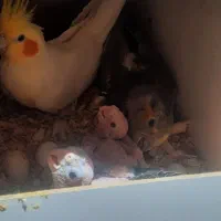 عروس هلندی نر و ماده به همراه دو جوجه ۱۵ روزه